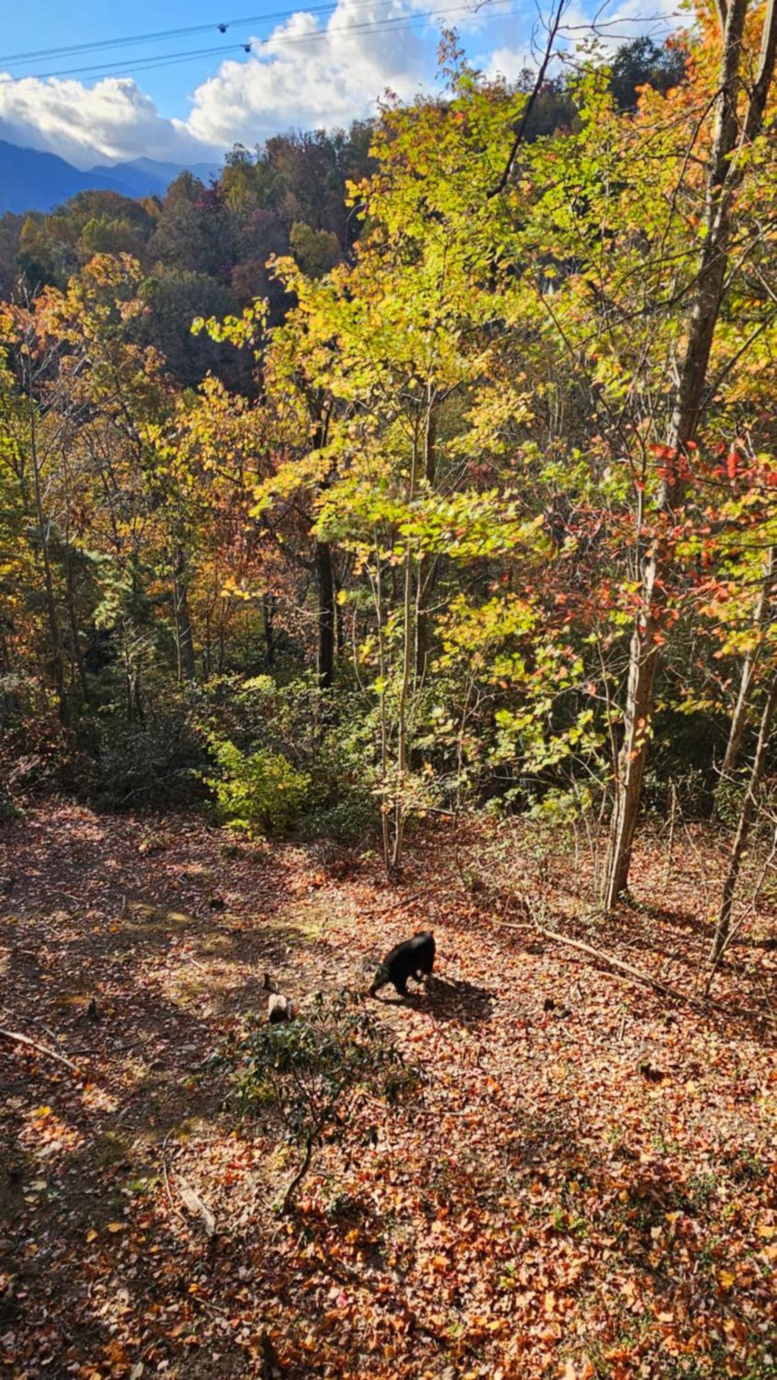 Southern Oak At Chalet Village - 5 Minutes From Gatlinburg And National Park Exterior foto
